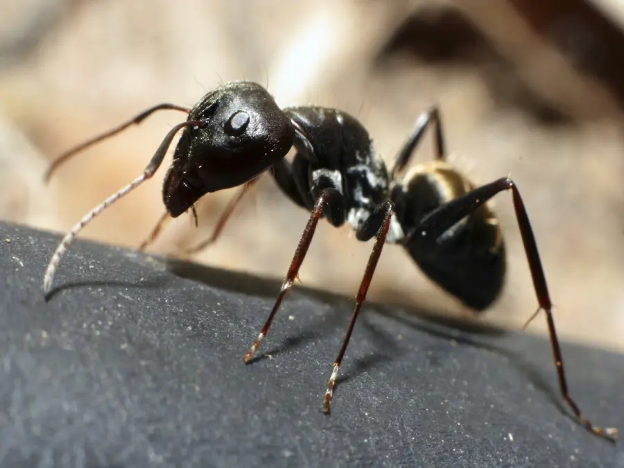 Eastern black carpenter ant close-up