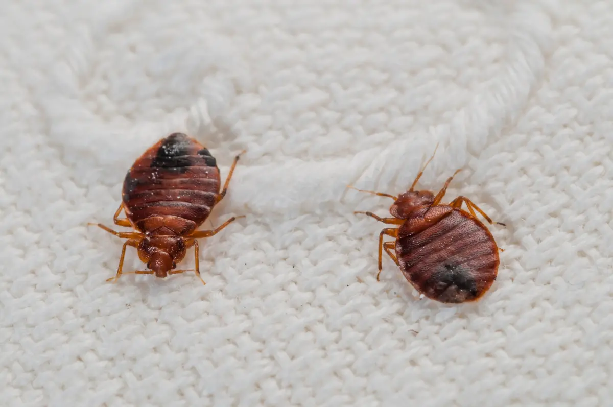 Exterminateur de punaises de lit à Montréal traitant une infestation