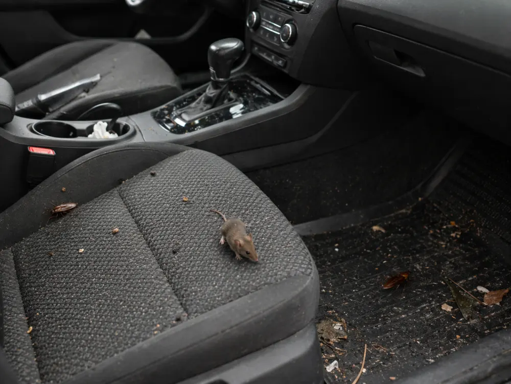 Vehicle pest control service in Montreal