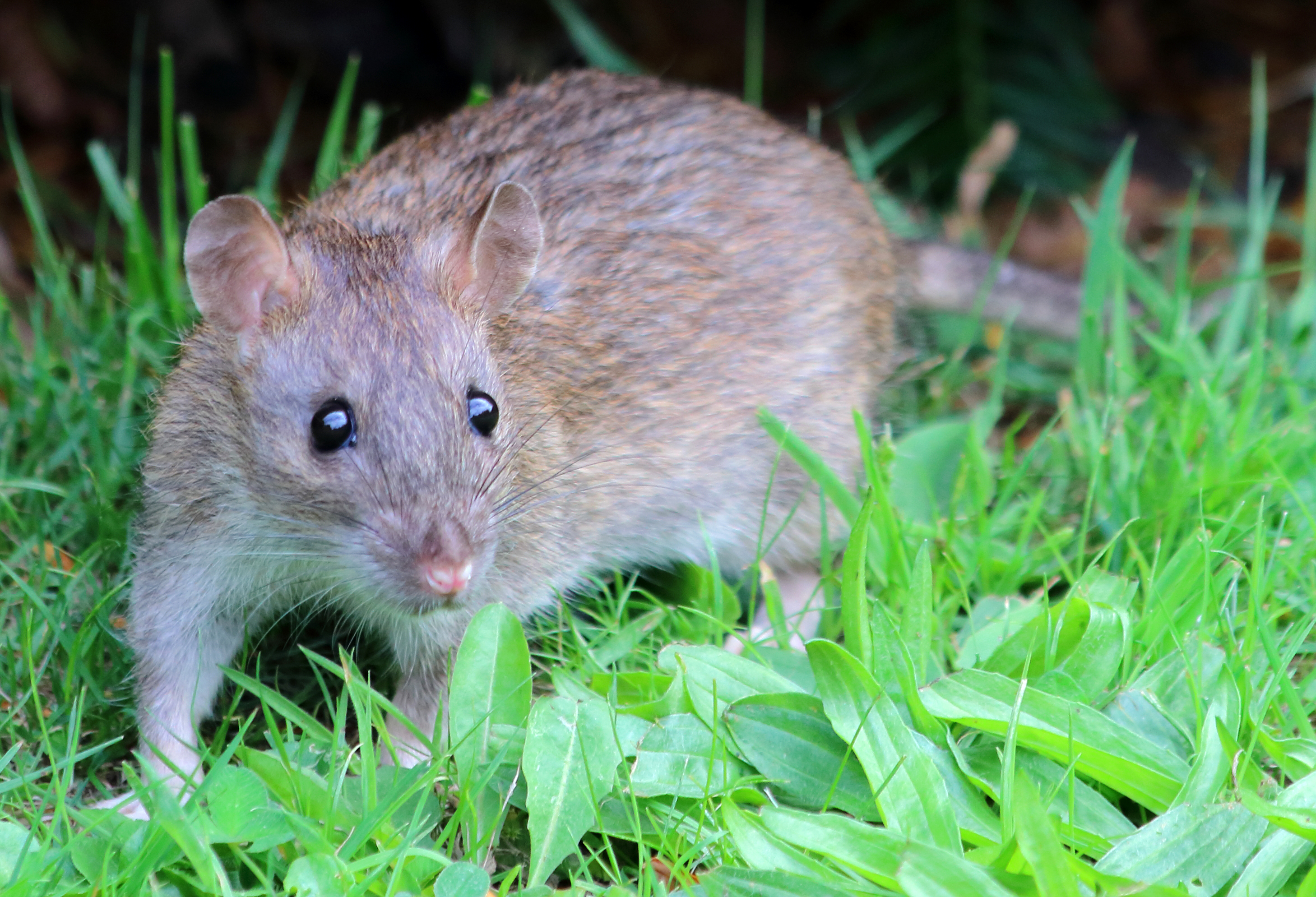 Norway rat close-up in grass